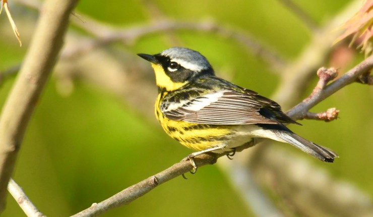 Discover North America’s Colorful&nbsp;Warblers