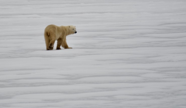 The Polar Bears of Churchill,&nbsp;Manitoba
