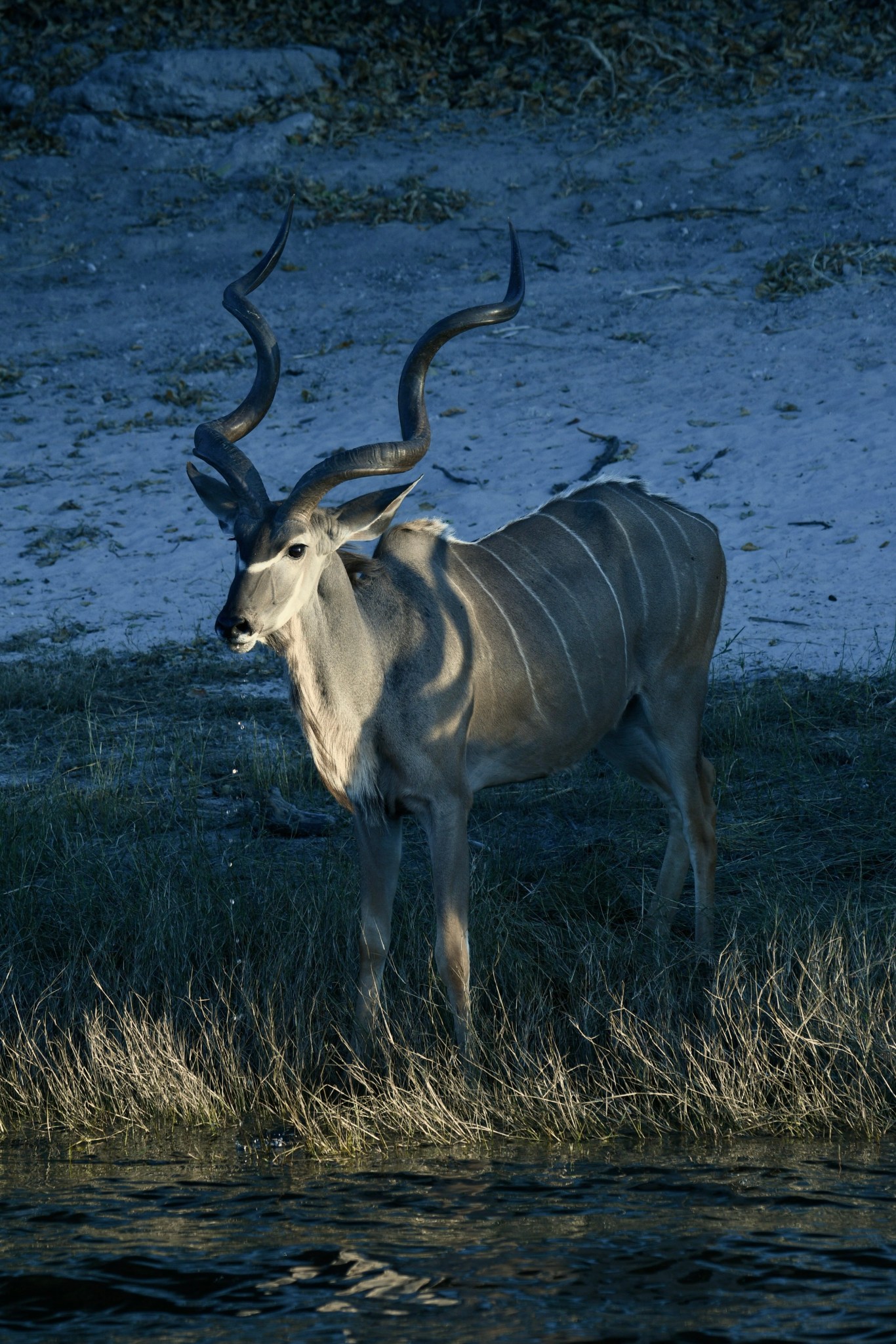Elephants & Lions on Botswana’s Chobe River – birds fly free